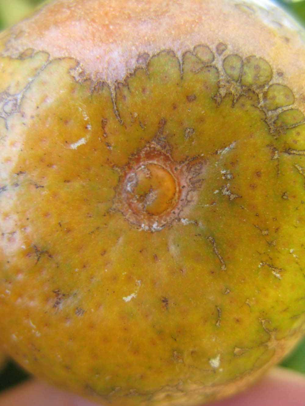              Fruit (Winter Haven, FL)       